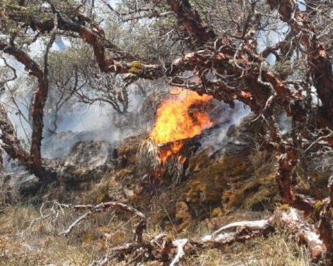 🔴 Forest fires in Peru LIVE: These are the affected regions, number of deaths and more