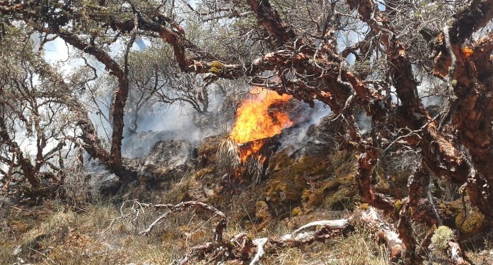 🔴 Forest fires in Peru LIVE: These are the affected regions, number of deaths and more