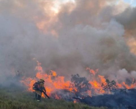 How many hectares of forest have the fires consumed in the country during September