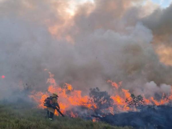 How many hectares of forest have the fires consumed in the country during September