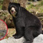 Huancavelica: Spectacled bear spotted in the Amaru Cloud Forest