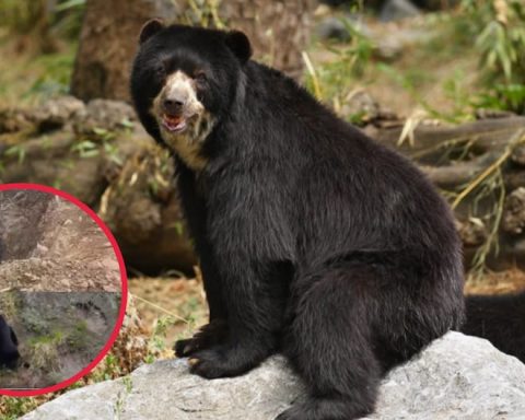 Huancavelica: Spectacled bear spotted in the Amaru Cloud Forest