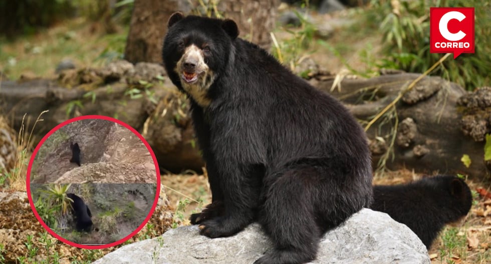 Huancavelica: Spectacled bear spotted in the Amaru Cloud Forest