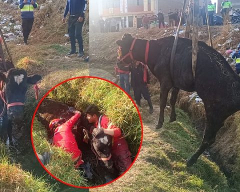 Huancayo: Firefighters rescue cow 'Isabel' from a ditch with a crane