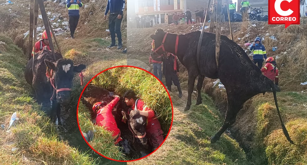 Huancayo: Firefighters rescue cow 'Isabel' from a ditch with a crane