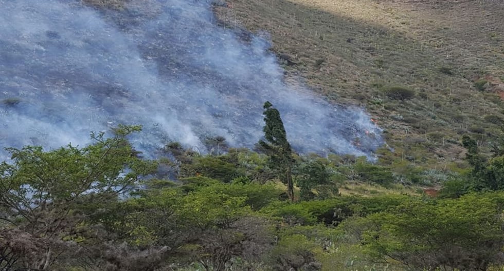 Huánuco: Two people arrested for starting a fire in the Carpish forest