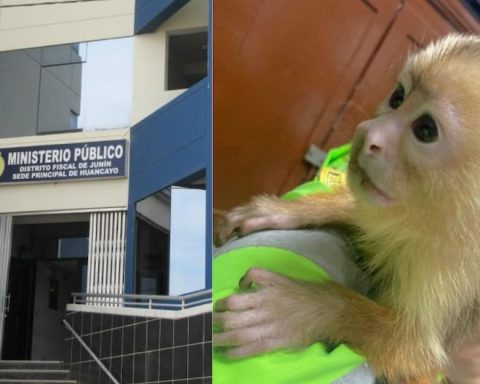 La Oroya: A wild monkey was seized from a passenger on an interprovincial bus