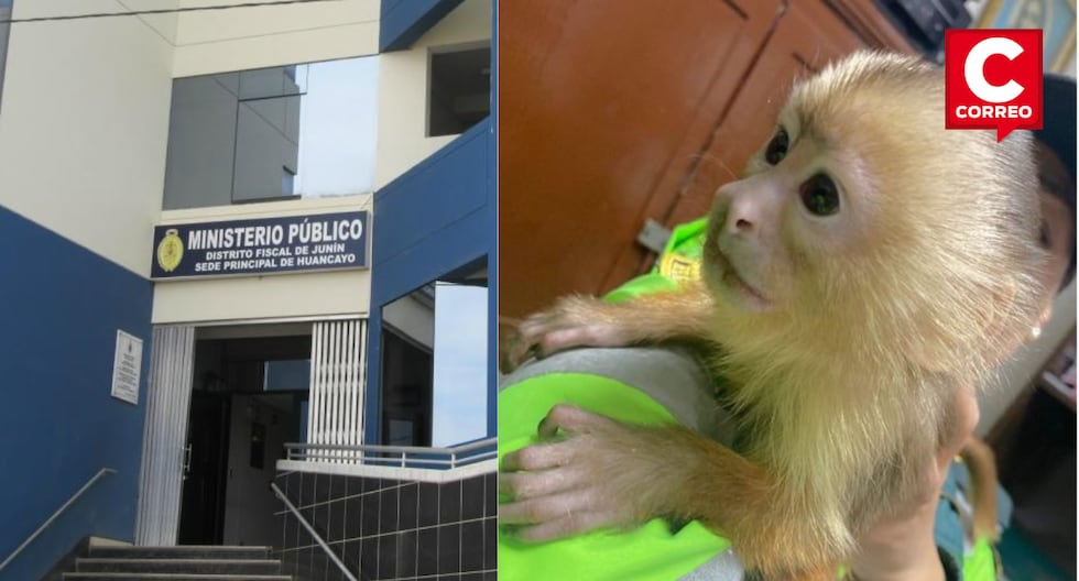 La Oroya: A wild monkey was seized from a passenger on an interprovincial bus