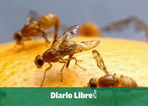 Mediterranean fly plague eradicated in the DR