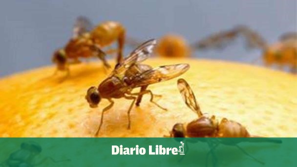 Mediterranean fly plague eradicated in the DR