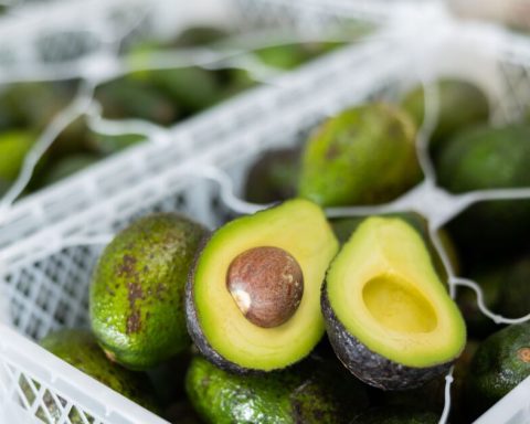 Mexico and the US agree that Sader will supervise avocados for export