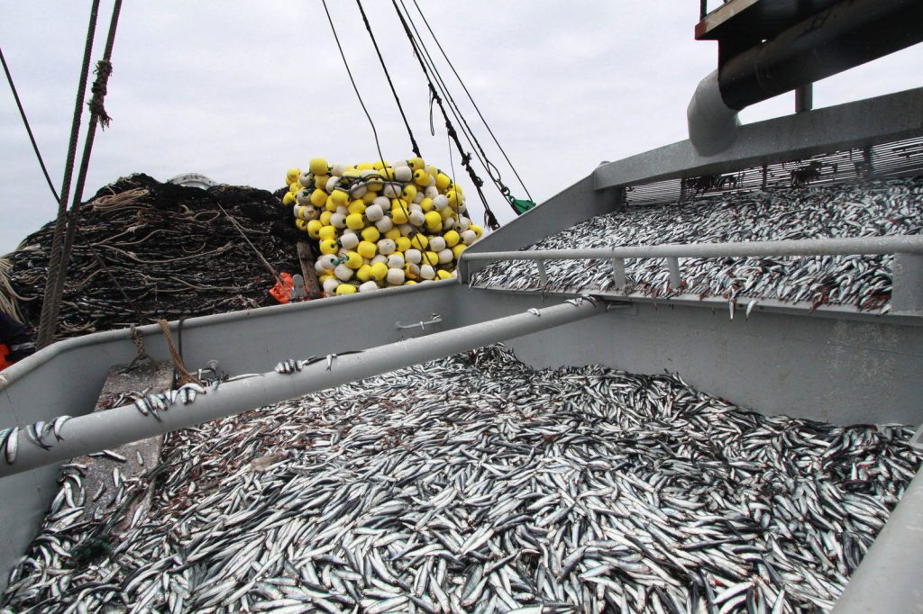 Peru boosts global fishmeal and fish oil production in 2024