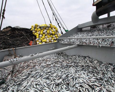 Peru boosts global fishmeal and fish oil production in 2024