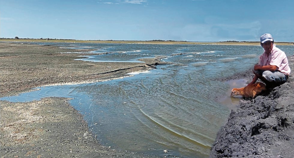 Piura: Thousands of people are affected by the reduction of water in the Ñapique lagoon