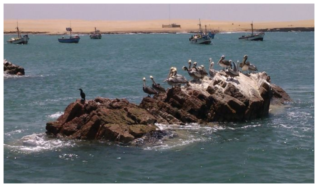 SNP insists on fishing in prohibited area of ​​the Paracas National Reserve