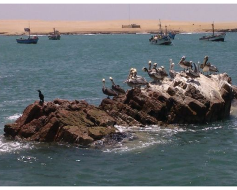 SNP insists on fishing in prohibited area of ​​the Paracas National Reserve