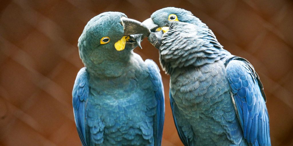 SP Zoo shows Lear's macaw to the public for the first time