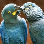 SP Zoo shows Lear's macaw to the public for the first time