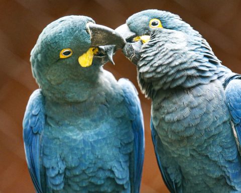 SP Zoo shows Lear's macaw to the public for the first time