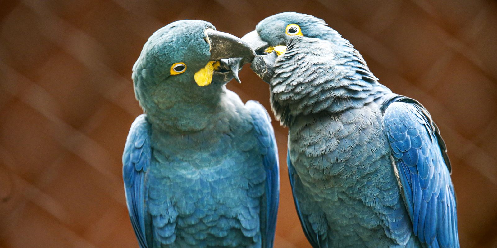 SP Zoo shows Lear's macaw to the public for the first time