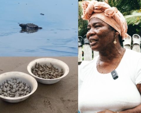 "She gives her life to take care of the baby turtles": the tireless fight of Orfiria and her foundation in Bahía Solano