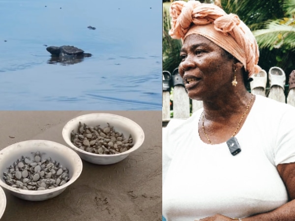 "She gives her life to take care of the baby turtles": the tireless fight of Orfiria and her foundation in Bahía Solano