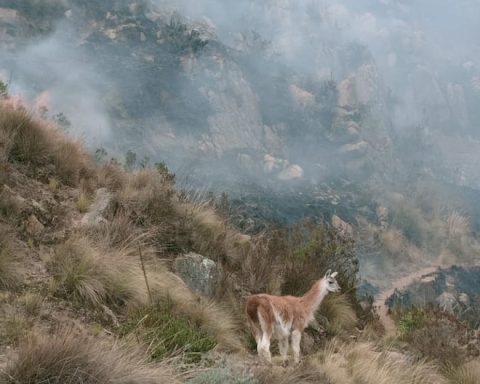 Tarma: Llama is saved from dying in a forest fire