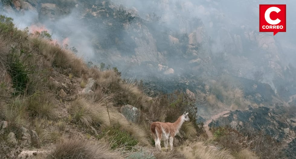 Tarma: Llama is saved from dying in a forest fire