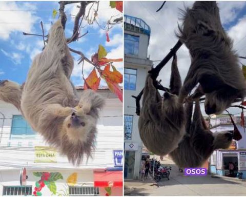 The town where sloths are a distinctive feature: they hang from the branches of the trees in the main park