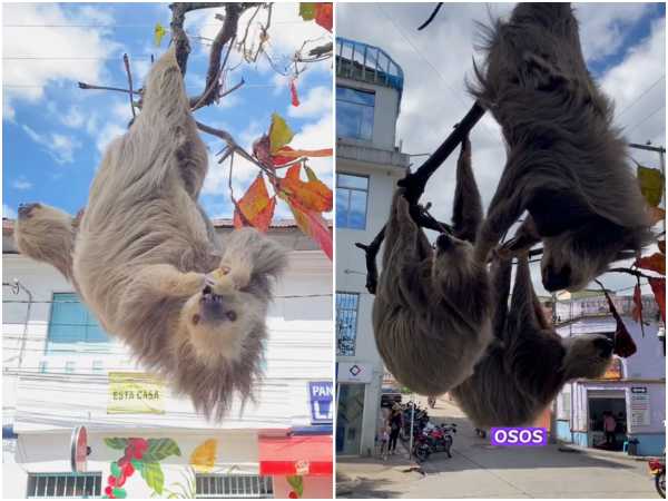 The town where sloths are a distinctive feature: they hang from the branches of the trees in the main park