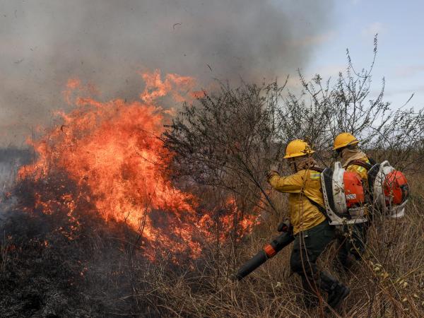 There are already 29 active forest fires in Colombia, according to UNGRD