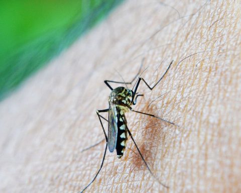 Understand the technique that makes mosquitoes bring larvicide to their breeding sites