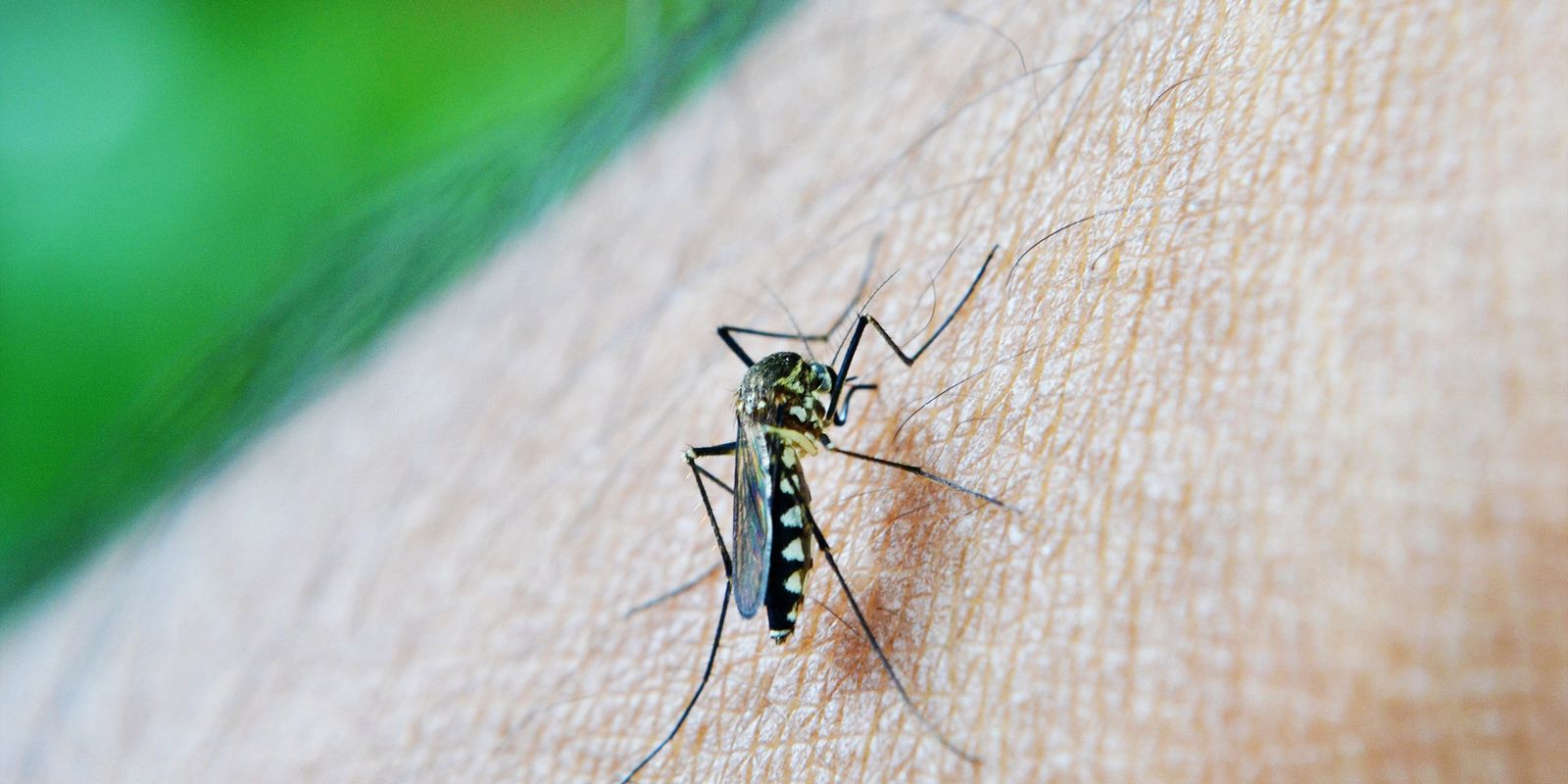 Understand the technique that makes mosquitoes bring larvicide to their breeding sites