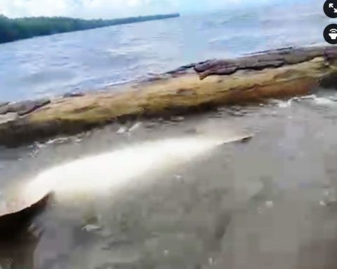 Video: encuentran tiburón muerto en Sabana de la Mar