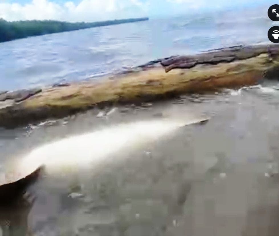 Video: encuentran tiburón muerto en Sabana de la Mar