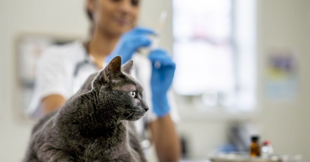 Where is there free and low-cost veterinary services in Mexico City?