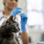 Where is there free and low-cost veterinary services in Mexico City?