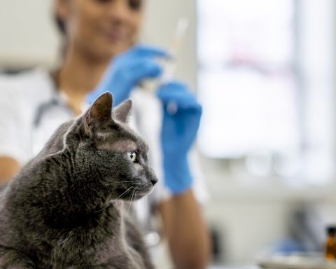 Where is there free and low-cost veterinary services in Mexico City?