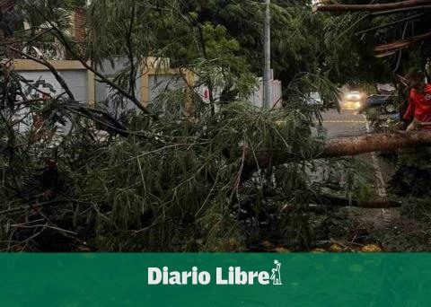 Wind gusts knock down trees in Navarrete