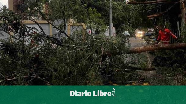 Wind gusts knock down trees in Navarrete