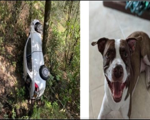 Zeus, el perrito desaparecido tras un fuerte accidente de tránsito fue es encontrado tras días de búsqueda