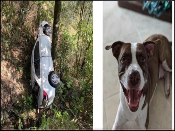 Zeus, el perrito desaparecido tras un fuerte accidente de tránsito fue es encontrado tras días de búsqueda