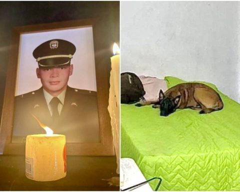 After the murder of a police officer, his best friend Han, a dog, is still waiting for him: he doesn't leave his bed and he doesn't stop crying either.