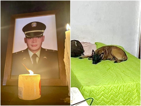 After the murder of a police officer, his best friend Han, a dog, is still waiting for him: he doesn't leave his bed and he doesn't stop crying either.