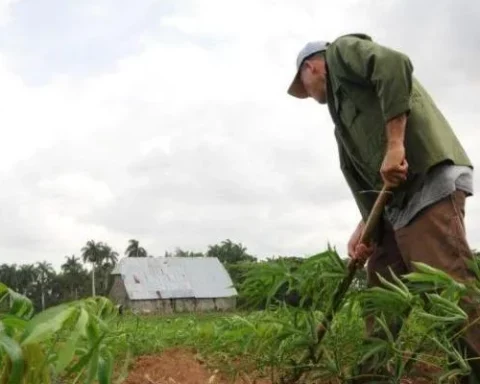 Trabajador de una cooperativa agropecuaria en Cuba