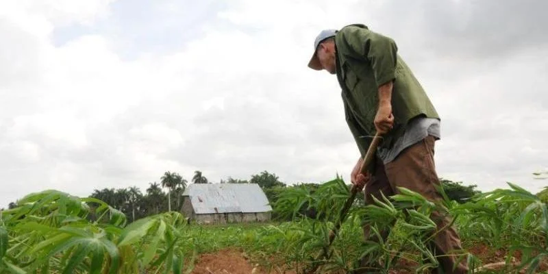 Trabajador de una cooperativa agropecuaria en Cuba