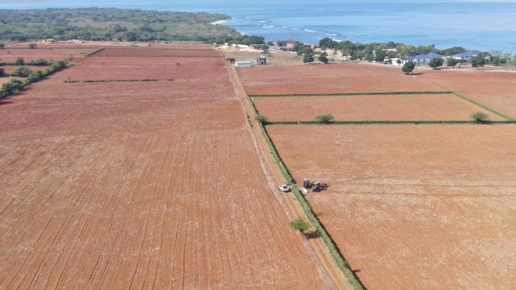 Agricultura prepara 7,900 tareas de tierras gratis a productores en Puerto Plata