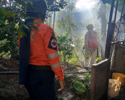 Bees attack people and animals in Palmira