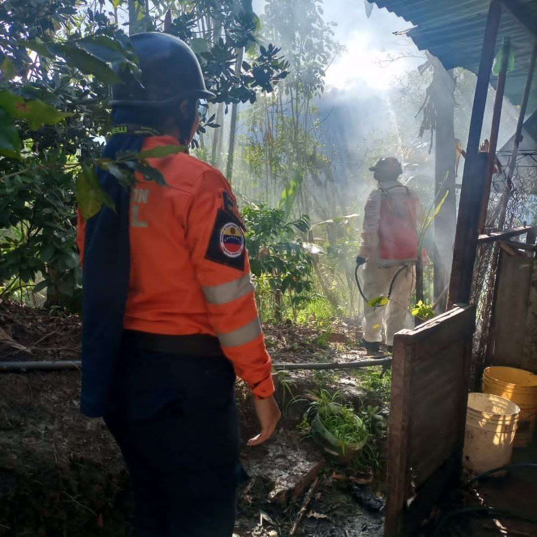 Bees attack people and animals in Palmira