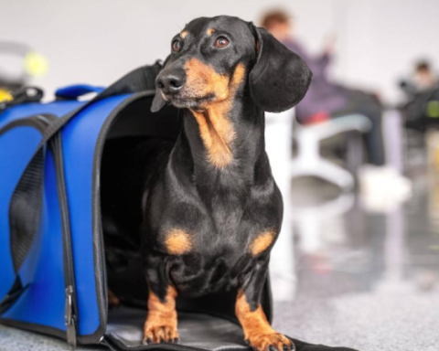 Bill to regulate air transport of pets advances in Congress